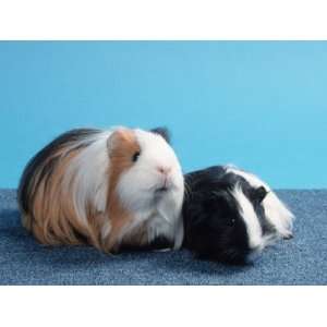 Sheltie Guinea Pig with Young Premium Poster Print by Petra Wegner 