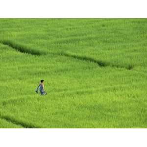  Walking in Green Rice Fields Near Mae Hong Son 