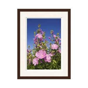  Musk Mallow Bay Of Fundy Canada Framed Giclee Print