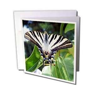   lantana, pear tree swallowtail, sail swallowtail   Greeting Cards 6