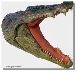   CROCODILE wall HEAD bust taxidermy alligator swamp people style HUGE