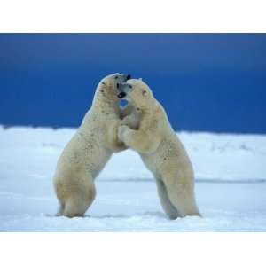  Young Male Polar Bears Spar with One Another Stretched 