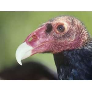 Turkey Vulture Head, Cathartes Aura, North America 