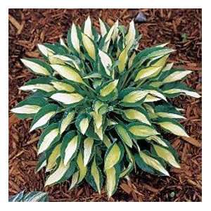  Gypsy Rose Hosta   Green Edges with Thick Yellow Center 