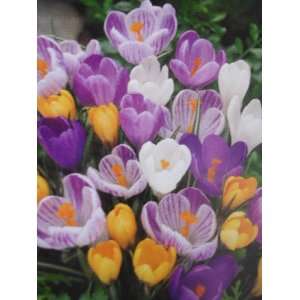  Jumbo Crocuses  20 Bulbs Patio, Lawn & Garden