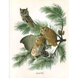 Screech Owl (8 1/2 by 11 1/2 Color Print)
