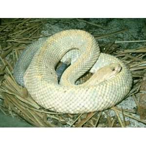  Aruba Island Rattlesnake, Endangered Species Photographic 