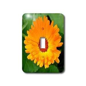 Taiche Photography   Flowers Marigold Orange   Light Switch Covers 