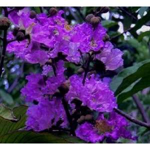  5 Purple Crapemyrtle 1 to 2 branches bareroot bush Patio 
