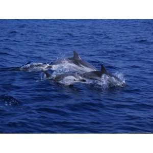  Striped Dolphin, Porpoising, Mediterranean Stretched 