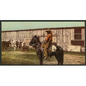   Cowboy throwing lariat,lasso,roping,Western US,c1898
