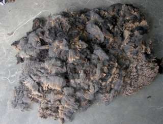   NATURAL COLORED sheep wool fleece unwashed 3+ staple 1 pound No. 23