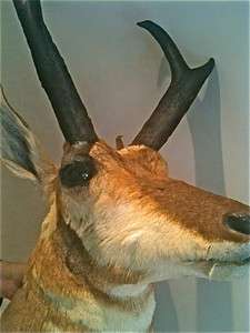 VINTAGE PRONGHORN ANTELOPE TAXIDERMY WALL MOUNT  