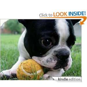 The Proper Care for French Bulldogs Dog Trainer  Kindle 