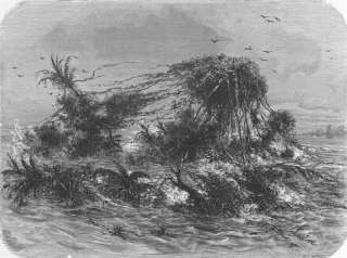 FLORIDA Floating Island, antique print, 1880  