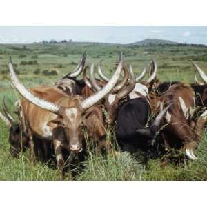  Long Horned Ankole Cattle of Southwestern Uganda National 