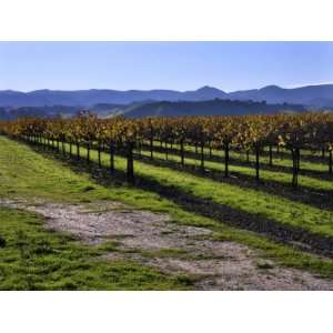 Autumn Hued Grape Vines in a Vineyard at the Base of a 