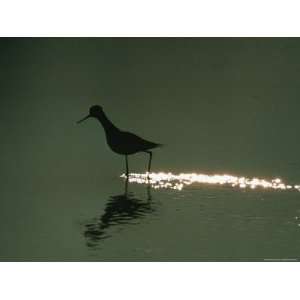  A Silhouetted Avocet Wading in Water at Twilight Stretched 