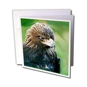  Birds   Golden Eagle   Greeting Cards 12 Greeting Cards 