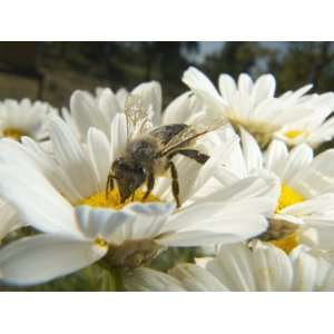 Honey Bee (ApisMellifera), Bee Station, Bavarian Julius Maximilians 