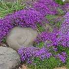 AUBRIETA WHITEW​ALL GEM~Purple ground cover~25 seeds​+ 