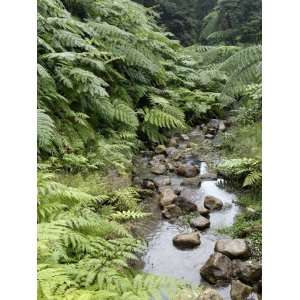 Fern Forest, Sao Miguel Island, Azores, Portugal, Europe Photographic 