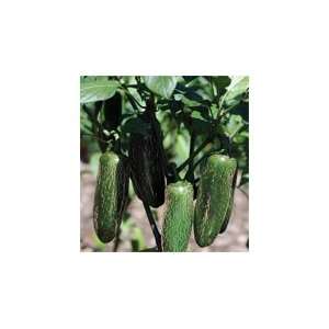  Free Seeds Pepper Jalepeno Dulce F1 30 Seeds per Packet 