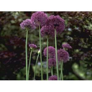  Allium Hollandicum Purple Sensation, Cotinus in 