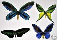 Insect/Butterfly/Moth Birdwing Magnets  