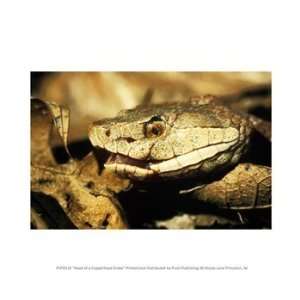   Head of a Copperhead Snake 10.00 x 8.00 Poster Print