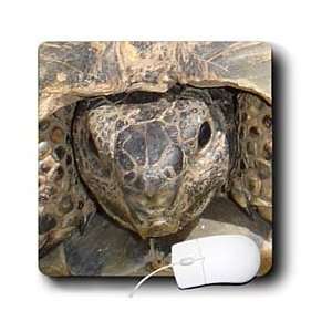   Photography Tortoises   Turkish Tortoise   Mouse Pads Electronics