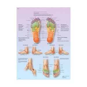 Foot Reflex Zone Massage   Anatomical Chart  Industrial 