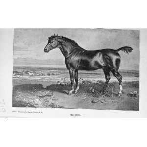  Antique Portrait 1896 Monitor Horse BailyS Magazine