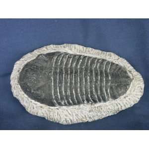Trilobite Fossil, 8.15.1
