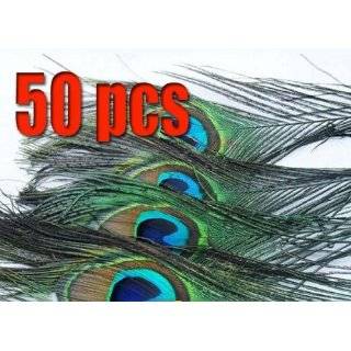 new 50 natural peacock tail feathers about 26 30cm buy new $ 13 50 2 