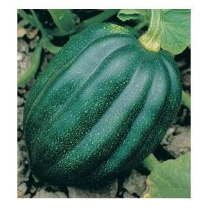  30 Table Queen Winter Squash Heirlom Seeds Patio, Lawn 