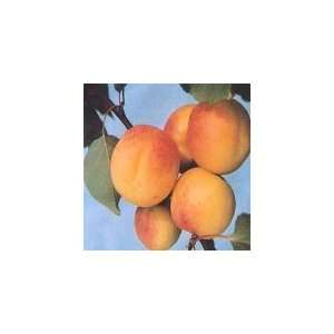  5 Hardy Apricot 2 3 bareroot tree Patio, Lawn & Garden