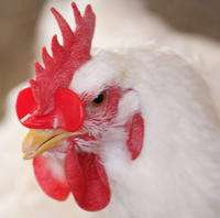   poultry Chicken Eyes Glasses livestock aviod chicken peck each other
