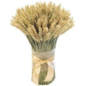  Green Beardless Wheat Cone Bundle    3LB