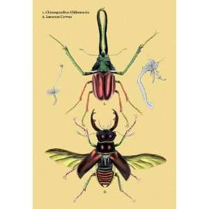 Beetles Chiasognathus Chiloensis and Lucanus Cervus #2 12x18 Giclee 