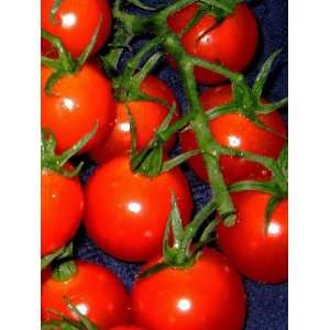  Kabob Tomato 4 Plants Great for the Skewer Patio, Lawn 