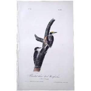  Banded Three toed Woodpecker   Original Audubon 1st 