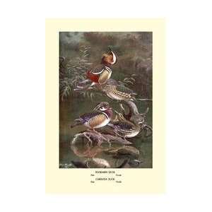  Mandarin and Carolina Ducks 20x30 poster