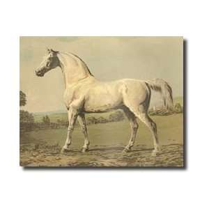  Cassells Thoroughbred Ii Giclee Print