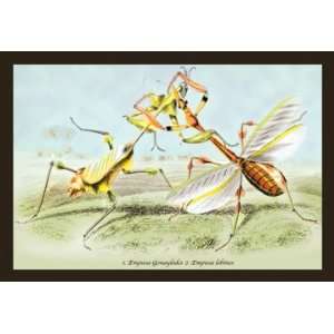  Insects Empusa Gonaylodes and E. Lobines 20x30 Poster 