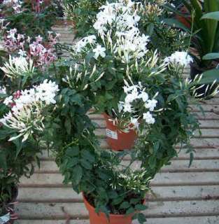 Jasminum officinale – Poets Jasmine Common Jasmine plant Very 