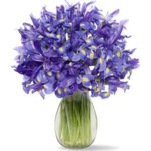 30 Blue Iris without Vase Grocery & Gourmet Food