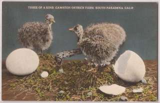 Pasadena California Postcard Cawston Ostrich Farm 3 Chicks Eggs c1920s 