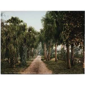  Reprint Palmettoes at Bostroms, Ormond, Florida 1898 