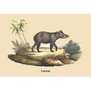  Tapir 20x30 poster